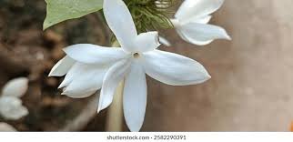 Image result for Jasminum dichotomum