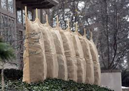 A hastily written and folded note wrapped in waxed burlap to protect it from the elements. Winter Tree Care Wrapping Cedars Boxwoods And Other Evergreens Greenhouse To Garden