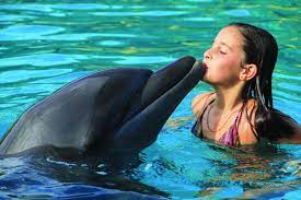 Lo sapevi che i delfini provono sentimenti? Emozione Delfini A Zoomarine Parchibox Parco Divertimenti Roma
