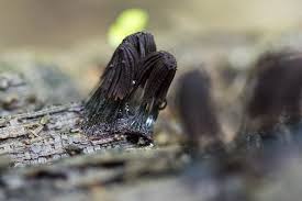 Image result for Stemonitis splendens