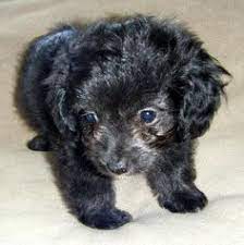 Chi Poo Chihuahua Poodle Mix Info Puppies Temperament Picture Chihuahua Poodle Mix Poodle Mix Dogs Poodle Mix Breeds