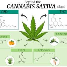 Our services include interior/exterior sprays for common household pests such as cockroaches, ants, spiders, crickets, centipedes, etc. Pdf Terpenoids Cannabimimetic Ligands Beyond The Cannabis Plant