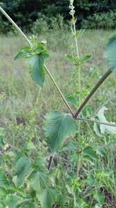 Image result for Cantinoa americana