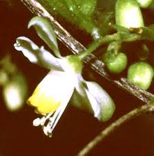 Image result for Cardiospermum grandiflorum