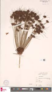 Image result for Anthospermum usambarense