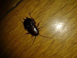 Bathroom Little Black Bugs In My House How To Get Rid Of Waterbugs With Pictures Wikihow Get Rid Of Waterbugs Brown Bugs Palmetto Bugs