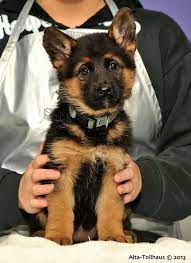 Female German Shepherd Puppy Gsd Puppies German Shepherd Puppies Female German Shepherd
