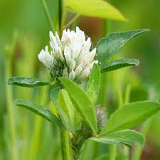 Image result for Trifolium