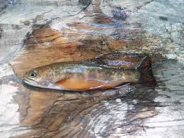 This page contains links to websites for nh all websites for new hampshire fishing charters are welcome in this listing! Nh Fishing Report For August It S Raining Fish Manchester Ink Link