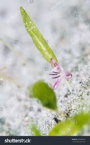 Image result for Halophila ovalis