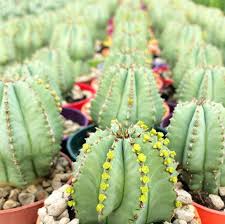 Image result for Euphorbia fortissima