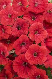 Supertunia Really Red Petunia Hybrid Petunias Plants Red Plants