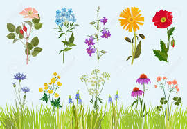 We did not find results for: Flowers Collection Botanical Wild Plants Field Meadow Vector Drawing In Cartoon Style Blossom Flower Field Drawing Wild Botanical Floral Illustration Royalty Free Cliparts Vectors And Stock Illustration Image 139287711