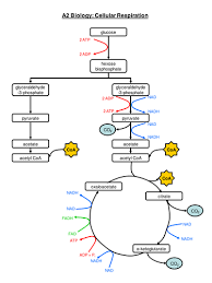 46 unique cellular respiration flow chart