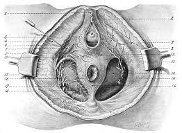 Dorsal nerve of the clitoris - Wikipedia