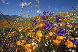 While california recently surpassed 1 million solar rooftops, clean energy advocates and industry officials say that won't be enough to reach the goals. Will Southern California See A Wildflower Superbloom In 2020 California Wildflowers Wild Flowers Desert Flowers