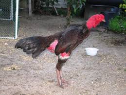 Permainan ini biasanya diikuti oleh perjudian yang berlangsung tak jauh dari arena adu ayam. Informasi Harga Ayam Vietnam Juni 2021