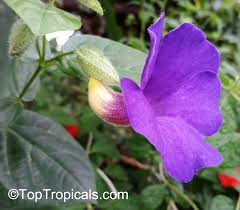 Image result for Thunbergia battiscombei