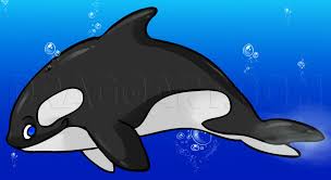 You will then draw an egg shape in the middle of that curved line for the body of the killer whale. How To Draw A Cartoon Killer Whale Step By Step Drawing Guide By Dawn Dragoart Com