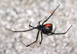 Jumping spiders, brown recluse spider, cellar. How To Care For A Pet Black Widow Spider Pethelpful