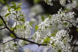Check spelling or type a new query. Soft Wood Rotting Meat Smell Make Bradford Pear Trees A Bad Choice