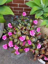 Since your impatiens are indoors in pots with drainage holes, put a saucer underneath the container to keep water from damaging hard surfaces. New Guinea Impatiens Steemit