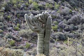 The saguaro cactus (carnegiea gigantea) epitomizes the old west. Saguaros Tonto National Monument U S National Park Service