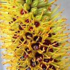 Image result for Aloe spicata