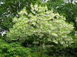 Small flowering trees zone 5. 7 Deer Resistant Flowering Trees To Plant This Fall