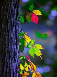 A desktop wallpaper is highly customizable, and you can give yours a personal touch by adding your images (including your photos from a camera) or download beautiful pictures from the internet. Best Hd Background Photos Images Pictures Free Download 2020 Allphotosshop