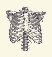 Use them in commercial designs under lifetime, perpetual & worldwide rights. Shoulder And Rib Cage Diagram Vintage Anatomy Poster 2 Drawing By Vintage Anatomy Prints