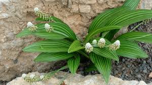 Image result for Drimiopsis