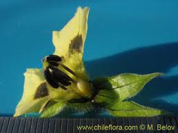 Image result for Physalis viscosa