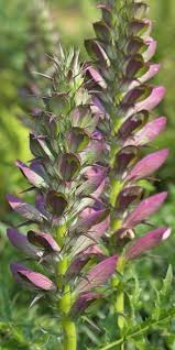 Maybe you would like to learn more about one of these? Herbaceous Perennials