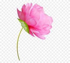 Check spelling or type a new query. Tubes Fleurs Tatoo Watercolor Flower Art Free Watercolor Flowers Png Stunning Free Transparent Png Clipart Images Free Download