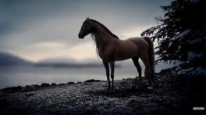 Free Horse Desktop Backgrounds Wallpaper Horse Brown Wallpapers 1920x1080 Horses Horse Wallpaper Beautiful Horses