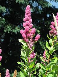 Image result for Spiraea douglasii