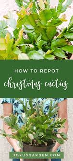 This is all about repotting christmas cactus including how and when to do it, and the best soil mix to use. Houseplant Repotting Christmas Cactus Joy Us Garden Christmas Cactus Christmas Cactus Plant Succulents