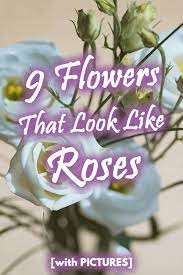 It looks amazingly like a white rose, both in bud and in flower. 9 Flowers That Look Like Roses With Pictures Garden Tabs