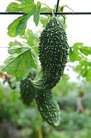 How to grow karela at home, how to grow bitter gourd, करेला घर पर आसानी से उगाए. How To Grow Bitter Melon Harvest To Table