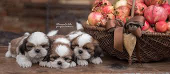 Nel nostro allevamento del pastore tedesco potrete trovare consigli sul come allevare il nostro fedele amico, informazioni sulle attività che svolgiamo per loro e con loro per quanto riguarda gli. Allevamento Cani Shih Tzu Della Famiglia Contarini A Solarolo Ravenna Canishihtzu It