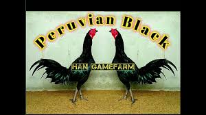 Ayam peru ( pure peruvian ) kocokan mesin obras bisnis ternak ayam aduan peru sangat menguntungkan karena harga. Beauty Peruvian Black Han Gamefarm Peruvian In Indonesian Farm Ayam Peru Youtube