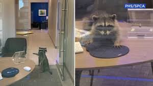Raccoon Bandits Break Into Redwood City Bank Don T Make Off With Any Cash Abc7 San Francisco