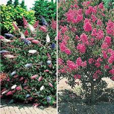 Schnell Wachsende Baume Und Straucher Die Besten Arten Straucher Garten Pflanzen Garten Anpflanzen