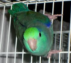Pacific Parrotlets Parrotletbirdss Blog Page 2