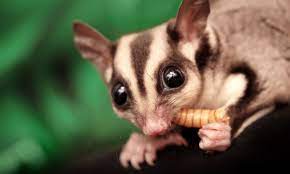 Australia S 7 Cutest Marsupials And Where To Find Them Wanderlust
