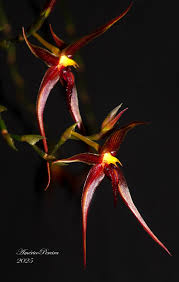 Image result for Bulbophyllum vulcanicum