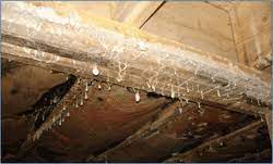 Additionally, when working with mold, you should always protect yourself by wearing a mask, protective eyewear and gloves. White Mold In Basement Concrete