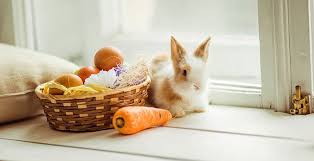 Quels Legumes Faut Il Donner A Son Lapin Conseils