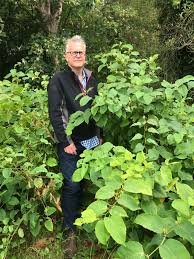 Here you may to know how to destroy japanese knotweed. How To Get Rid Of Knotweed What Japanese Giant And Bohemian Species Look Like And How Bad They Are